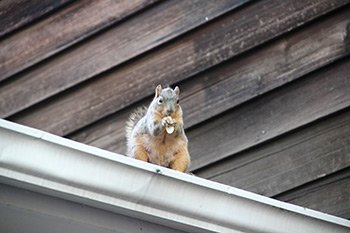 Image of squirrel standing in gutter